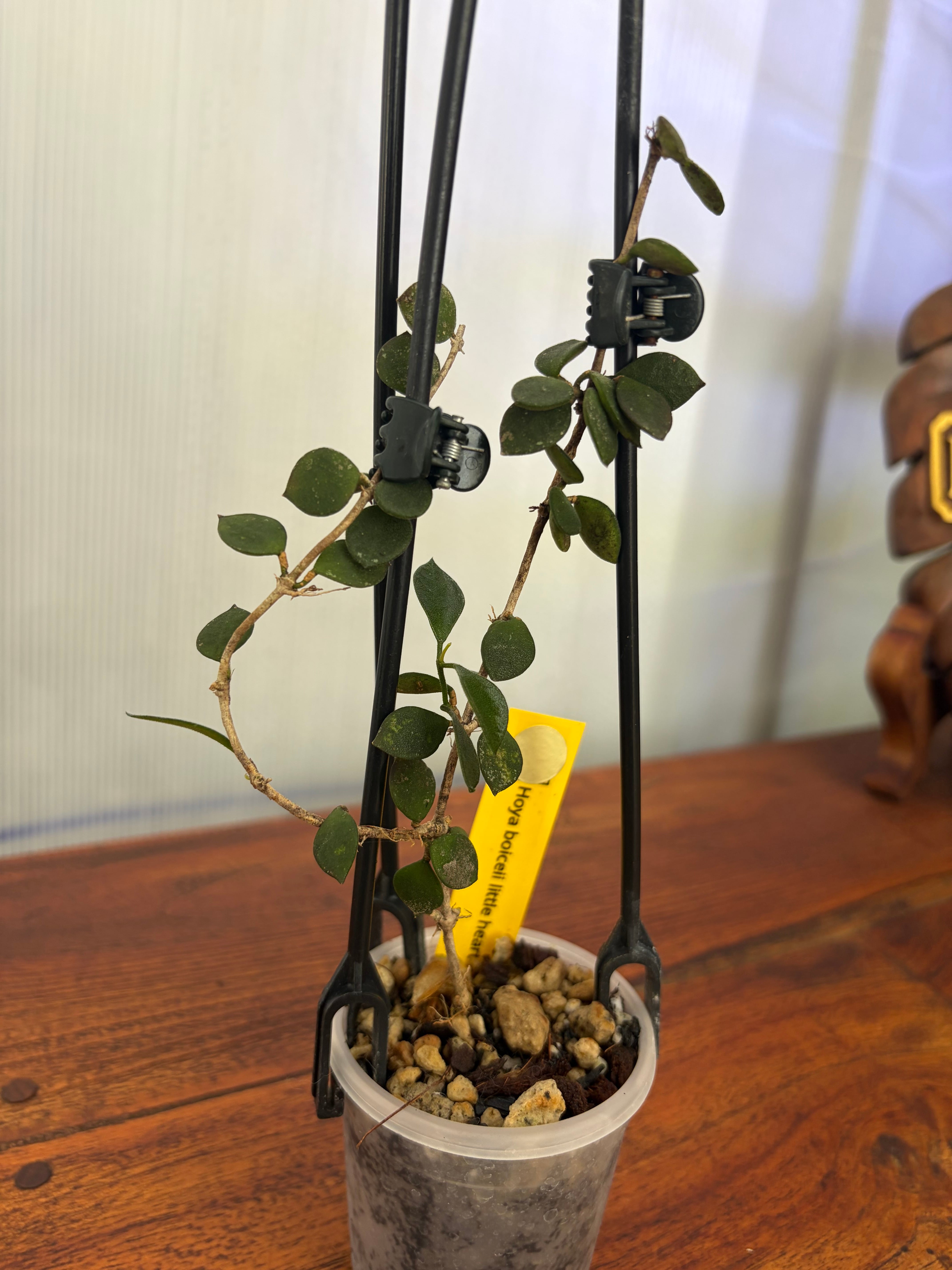 Hoya | BALI-AN 園芸