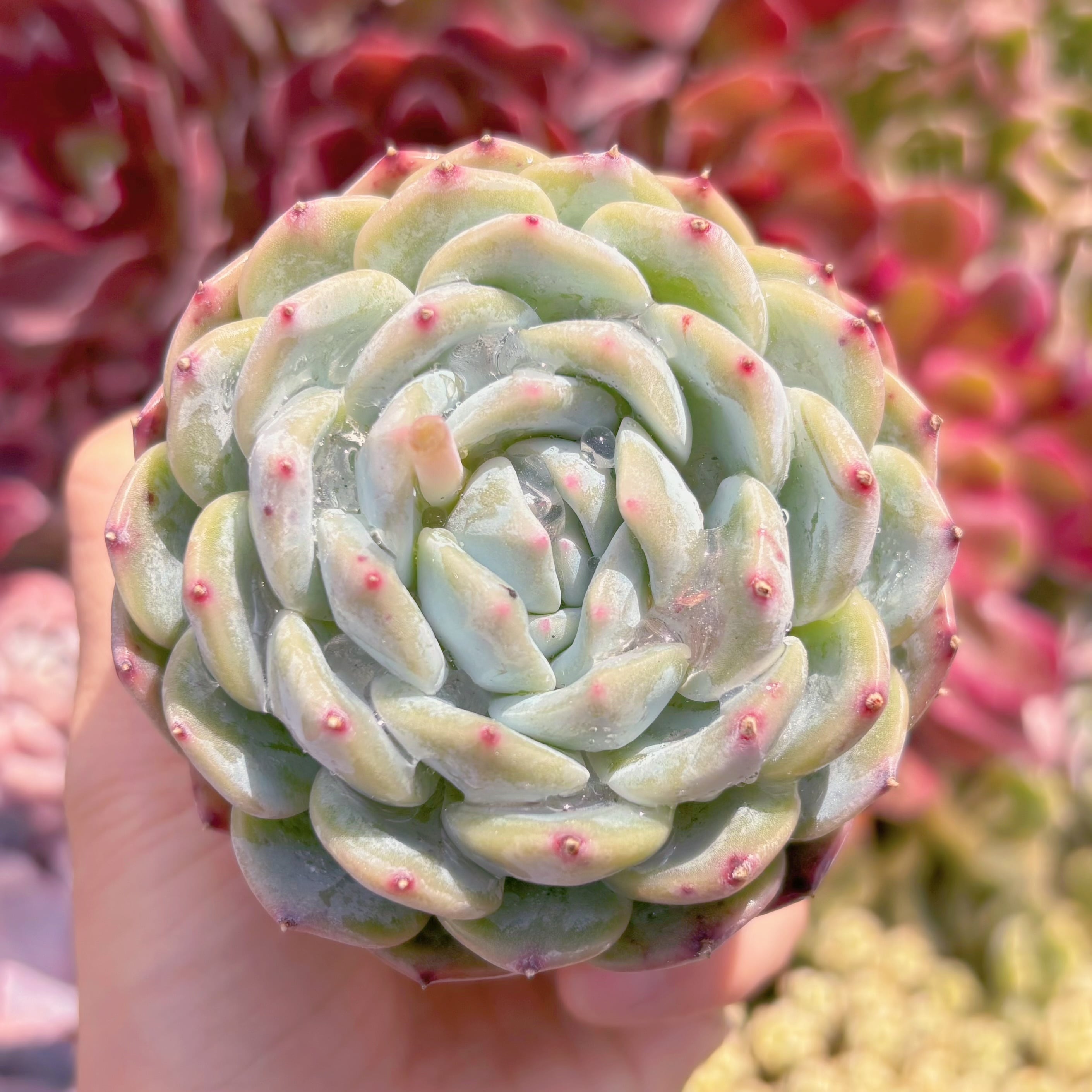 現品　多肉植物　ニューボア#657　新入荷　るる農園