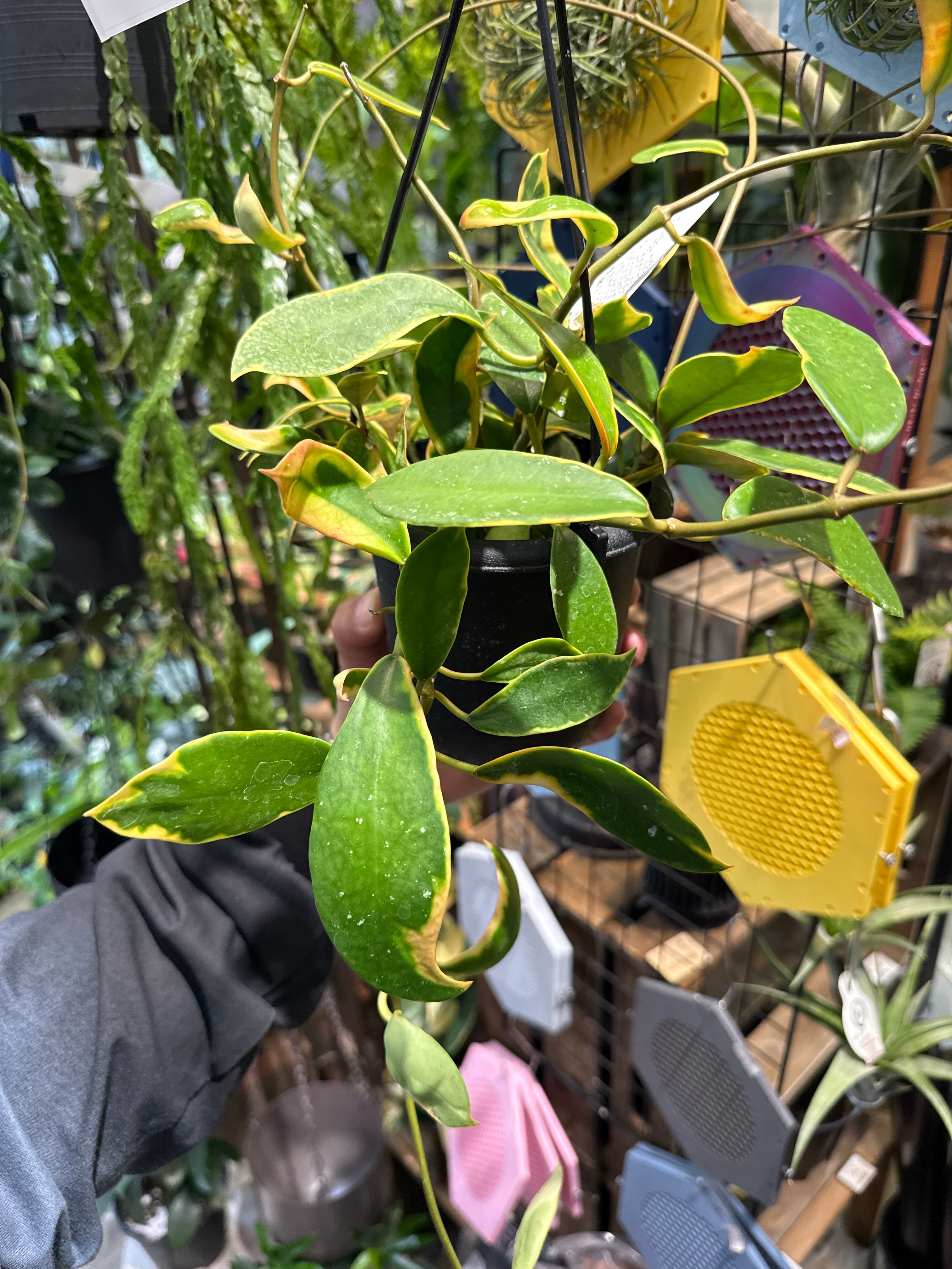 ホヤ ディベルシフォリアAlbo | Gardenえん 【観葉熱帯植物】