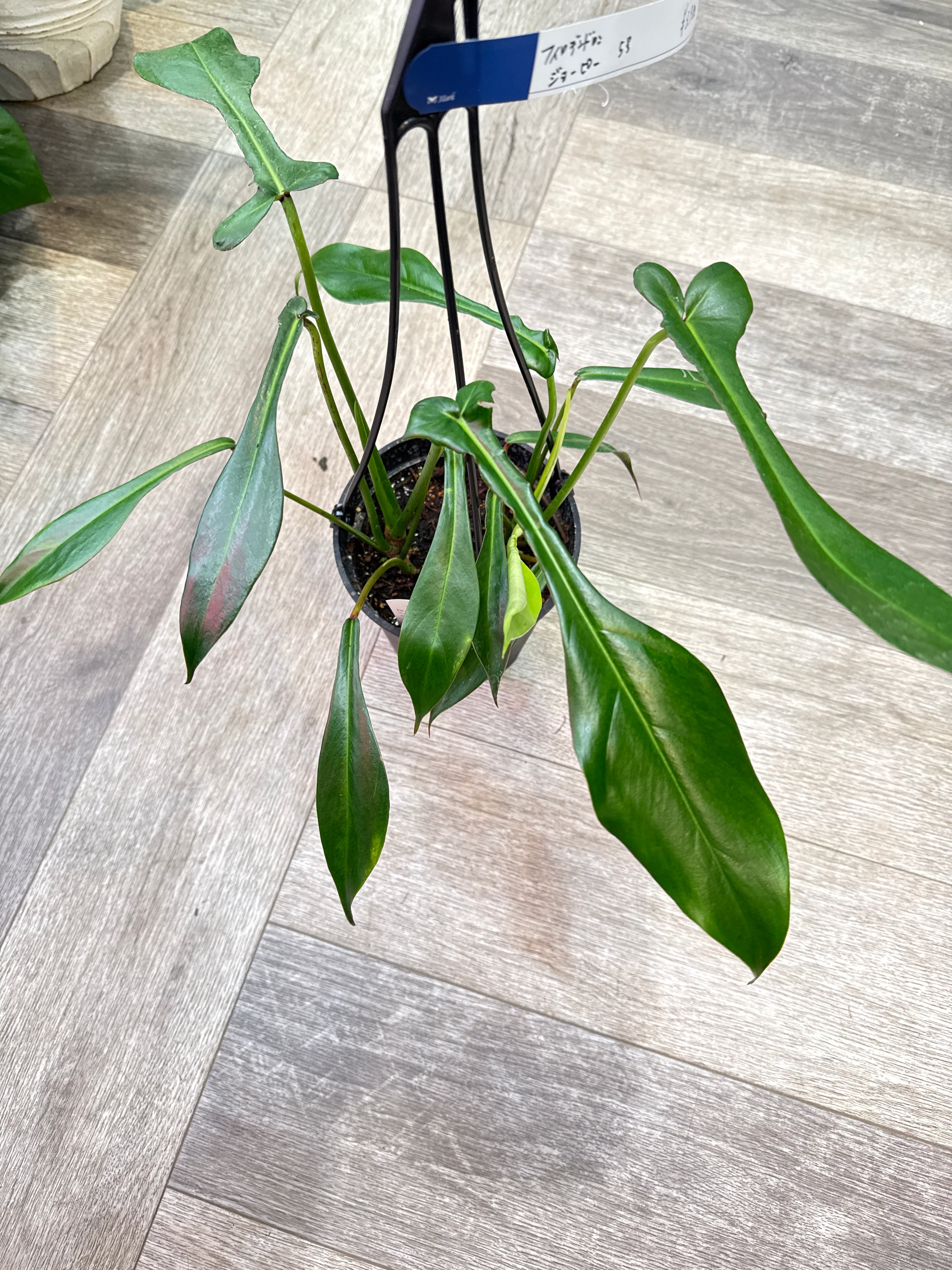 フィロデンドロン ジョーピー | Gardenえん 【観葉熱帯植物】