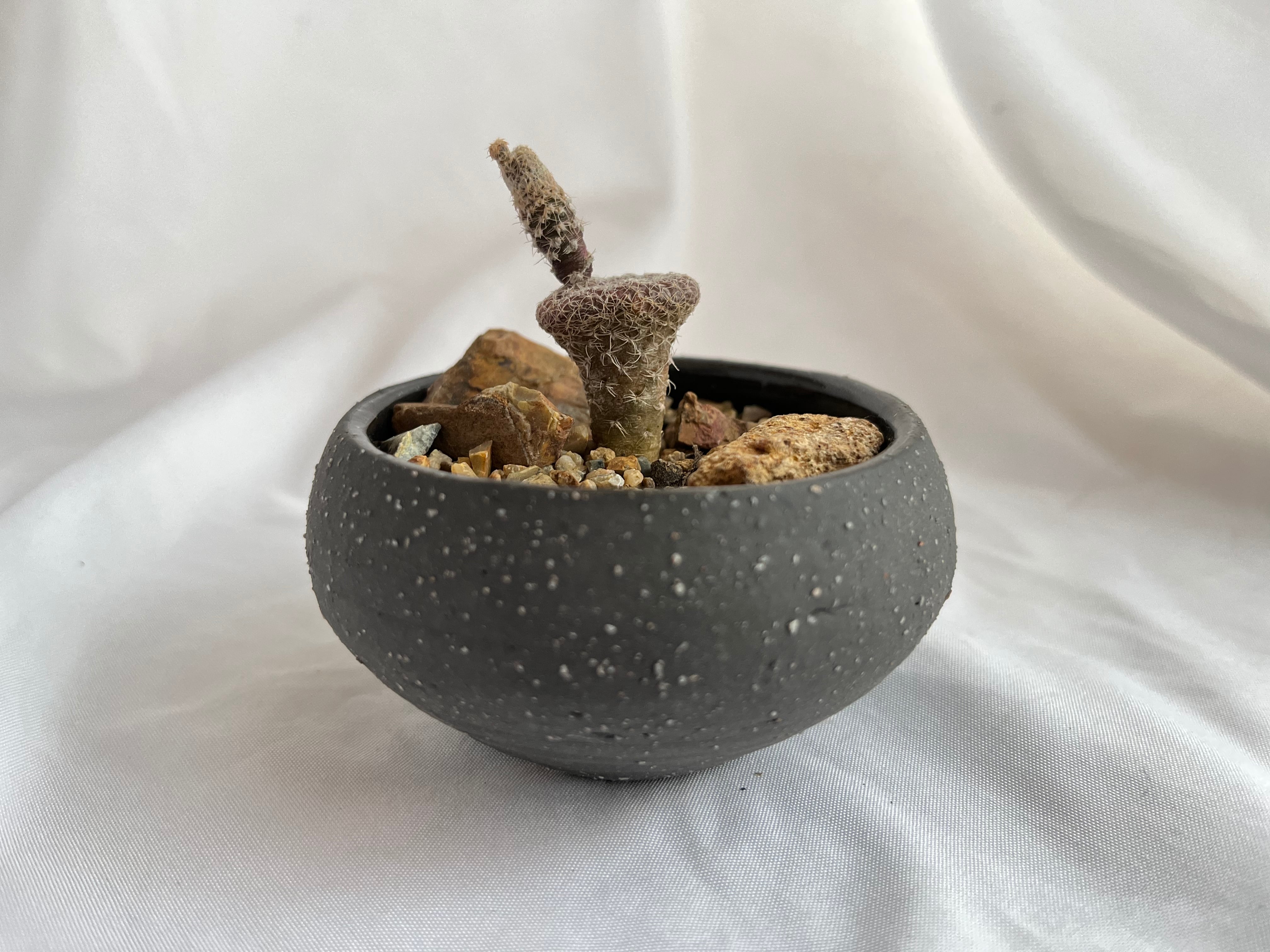 Puna clavarioides クラバリオイデス 茸団扇 白鶏冠 サボテン | plants