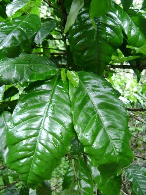 El Salvador San Nicolas Pacamara Honey 100g