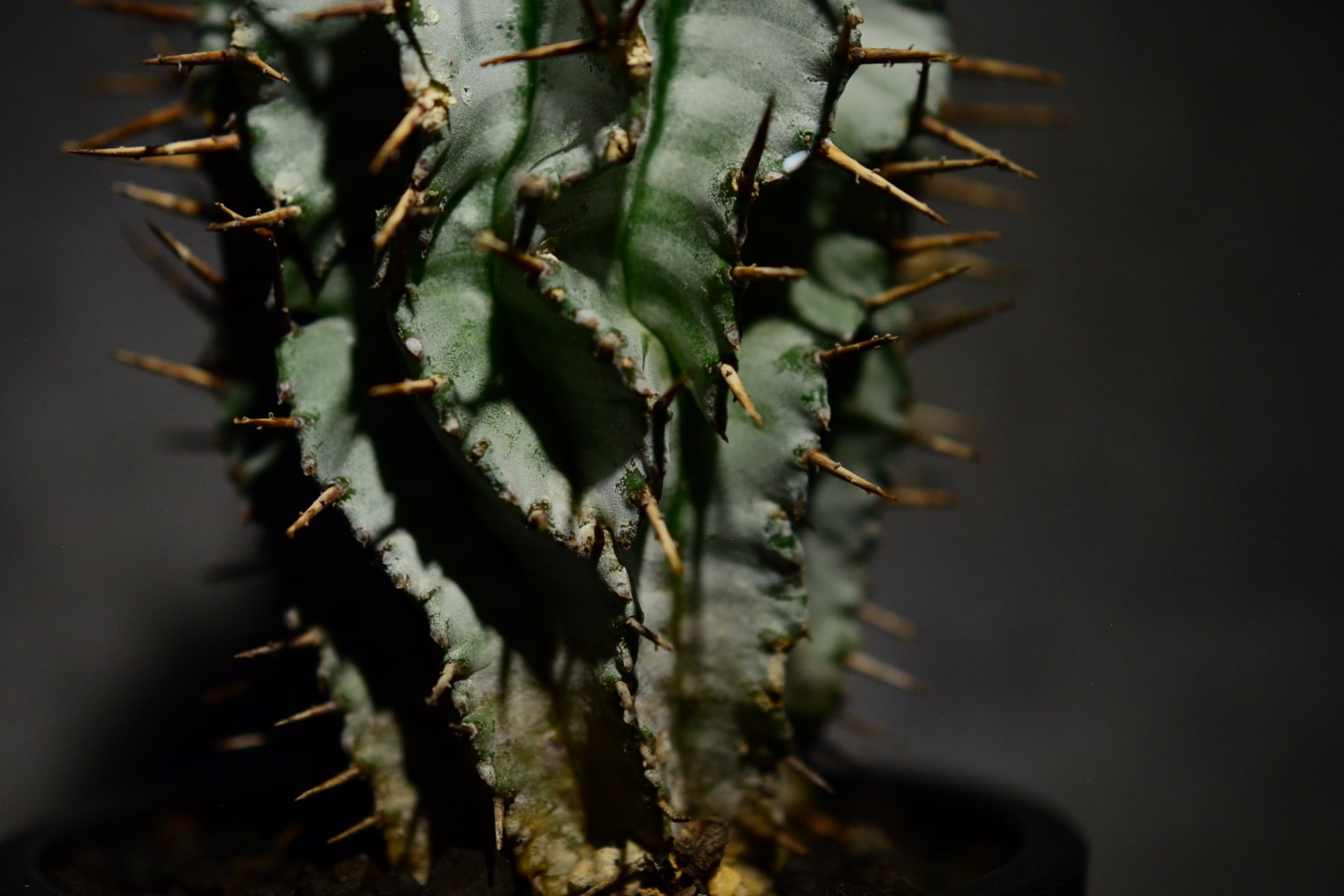 ユーフォルビア ホリダ ストリアータ | N collect plants