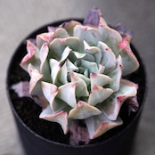 カット苗 ヘスタ Echeveria 'Hesta'