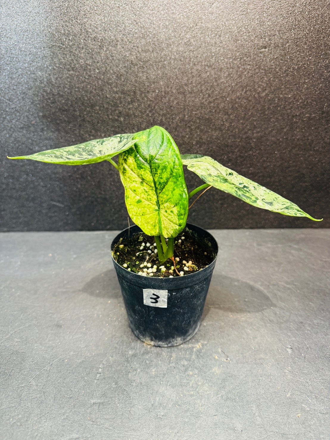 アロカシア・マハラニ 3号 | 観葉植物と雑貨のお店 VIVAGREEN