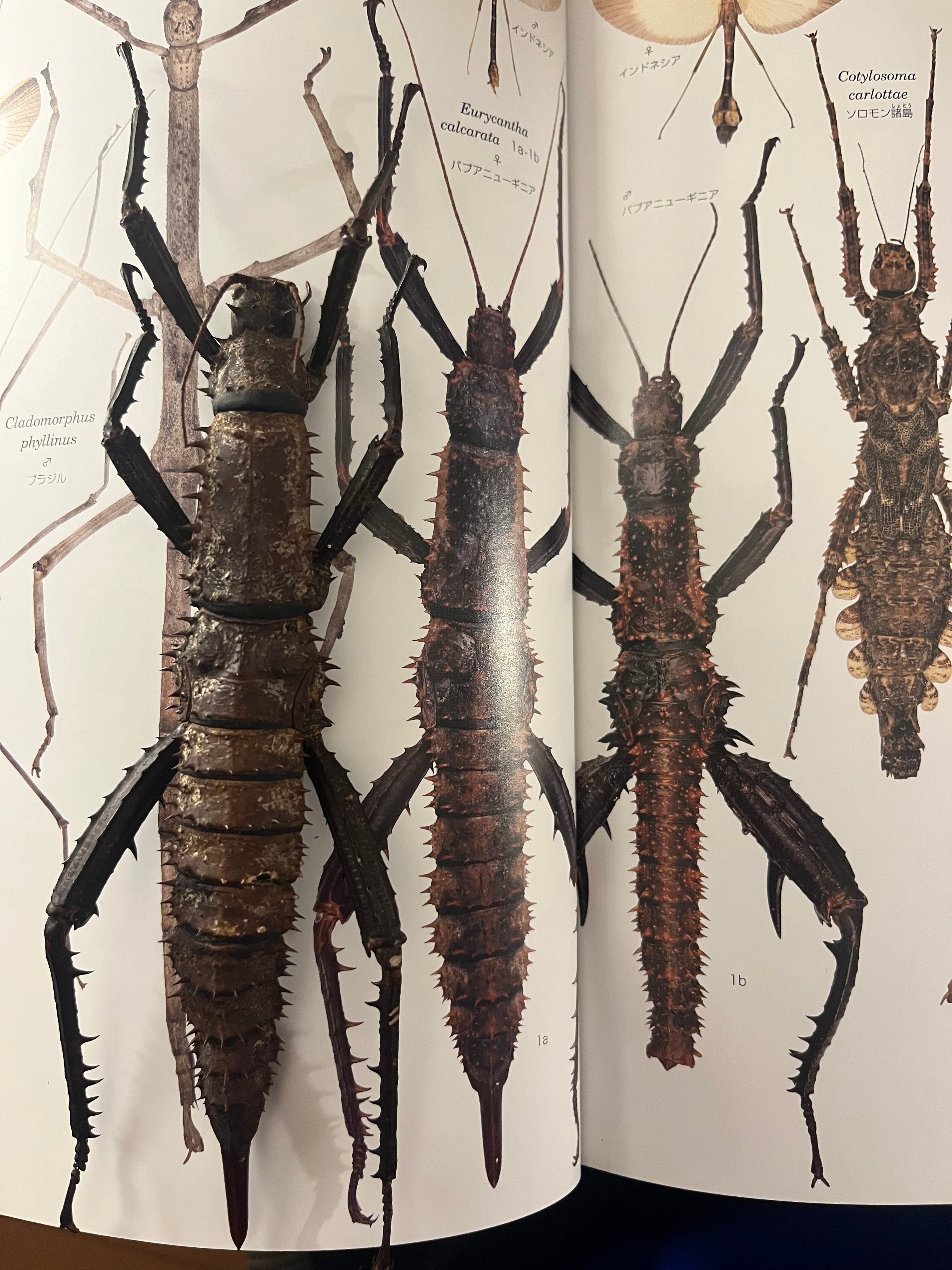 特大♀】トゲアシフトナナフシオバケフトナナフシコノハムシカマキリ