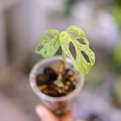 Monstera adansonii Mottled / モンステラ アダンソニー ミント㉛ / 観葉植物