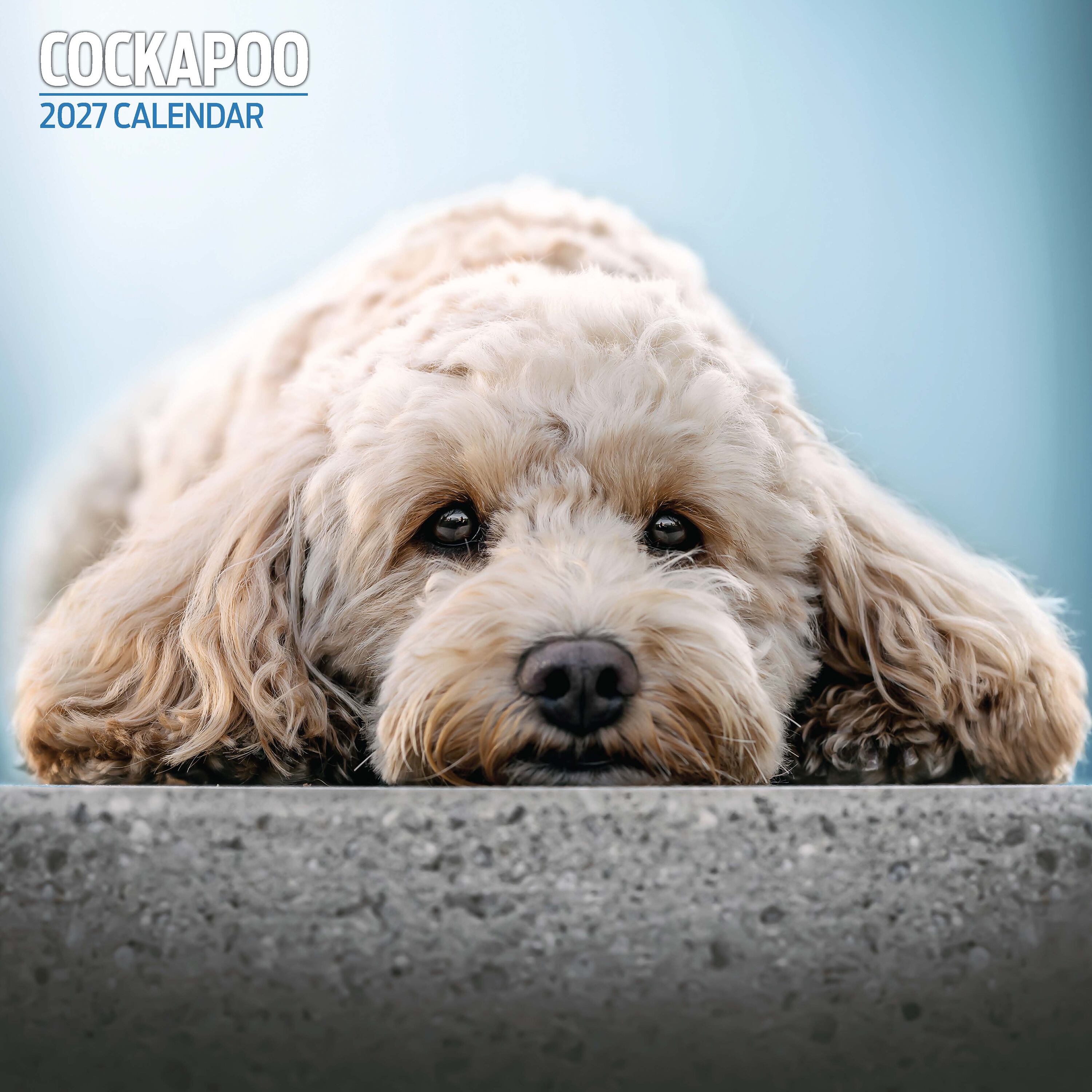 【2027年版】英国製犬種カレンダー【コッカプー】Traditional 2027年版