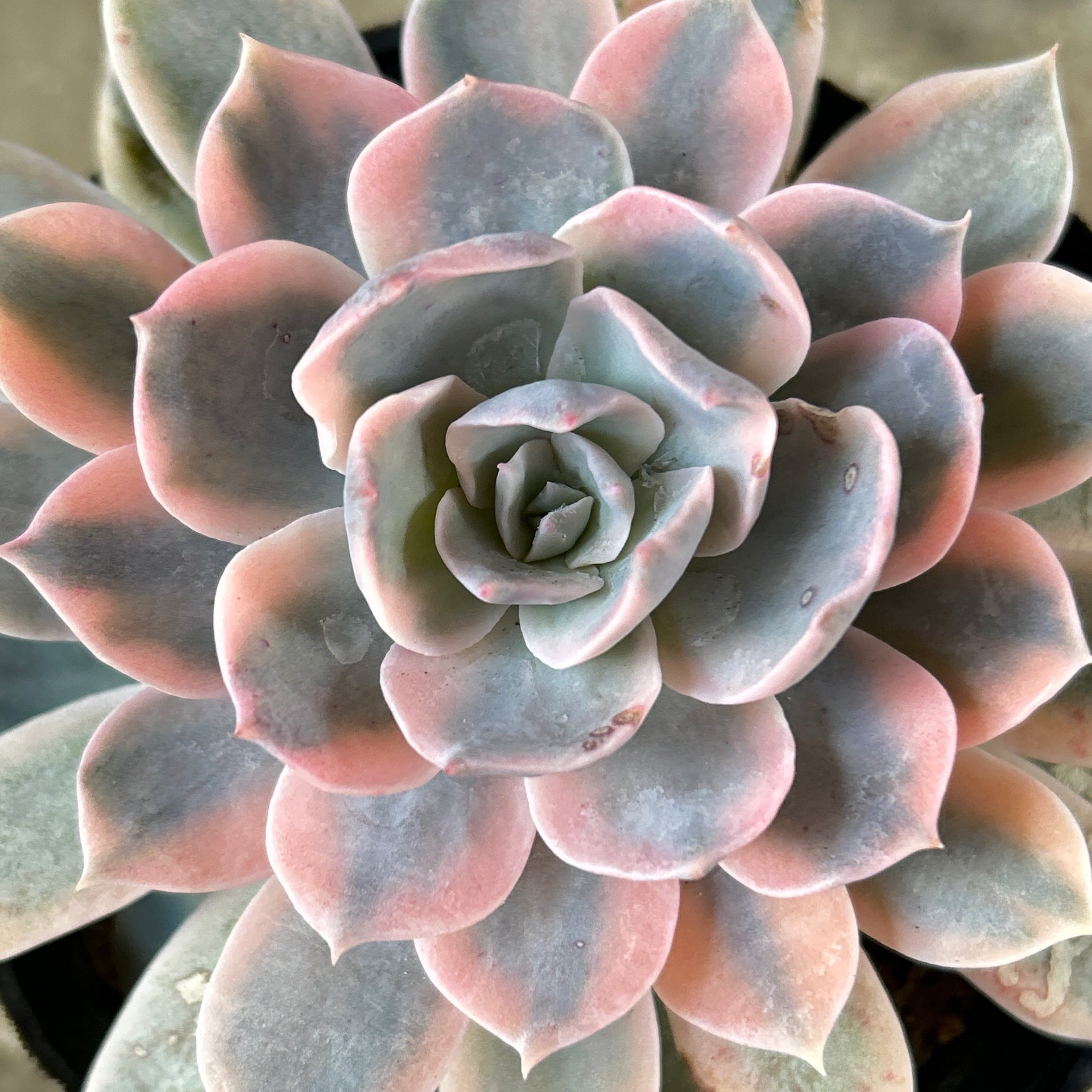 Top【選抜株】多肉植物 23487グレーズド バーズ 105個 プラグトレー苗