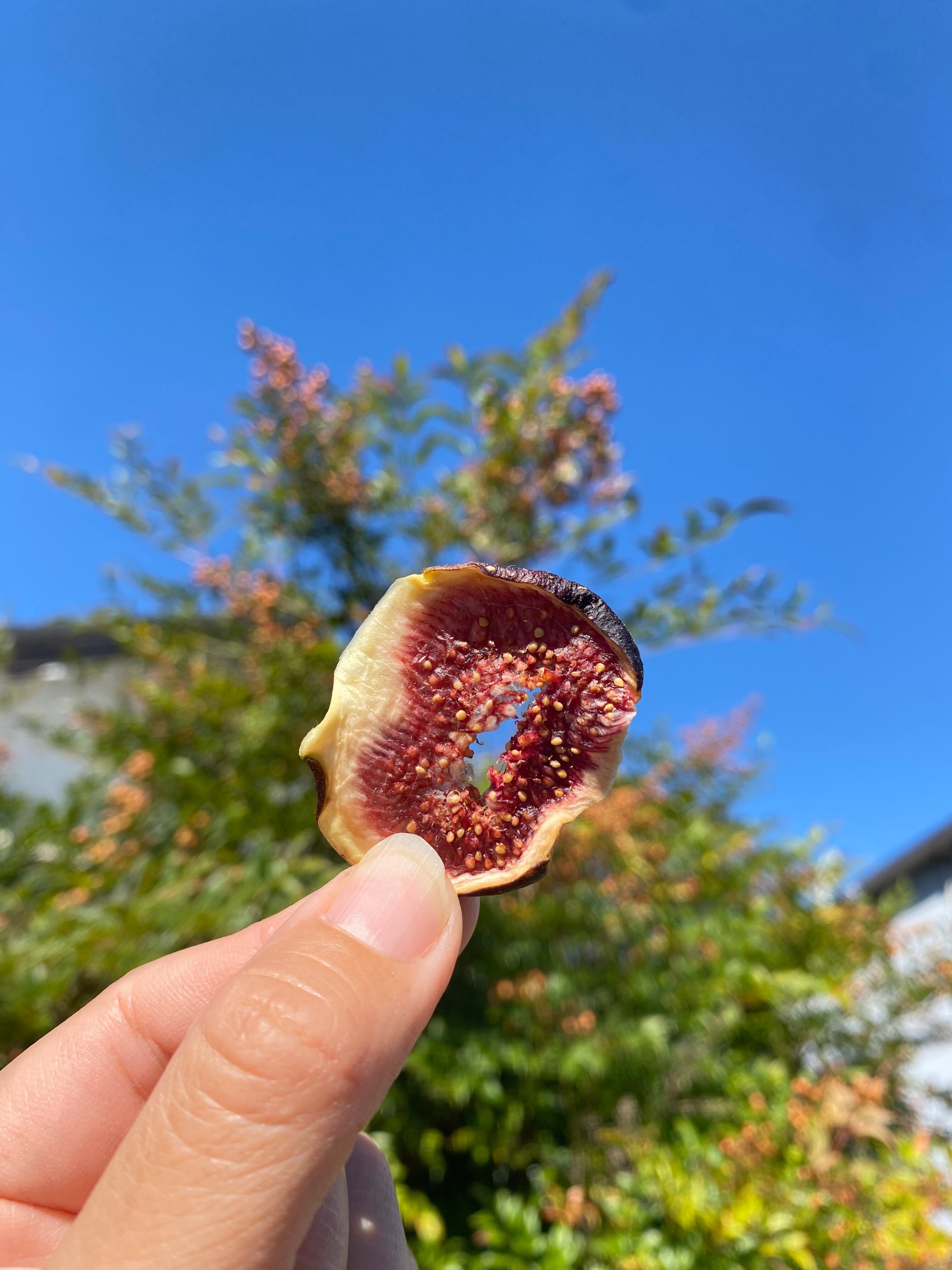 完熟いちじくのドライフルーツ