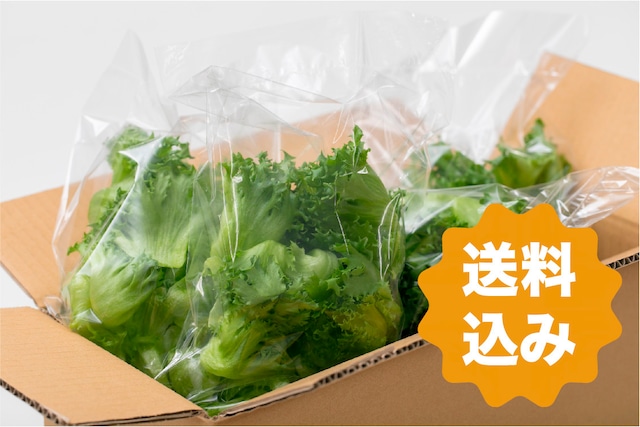 【定期便 2週間】クリスピーレタス500g×2pc