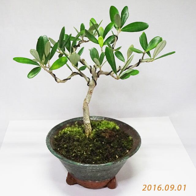 送料無料（沖縄配送） オリーブ 大!盆栽 Oh!Olive Bonsai