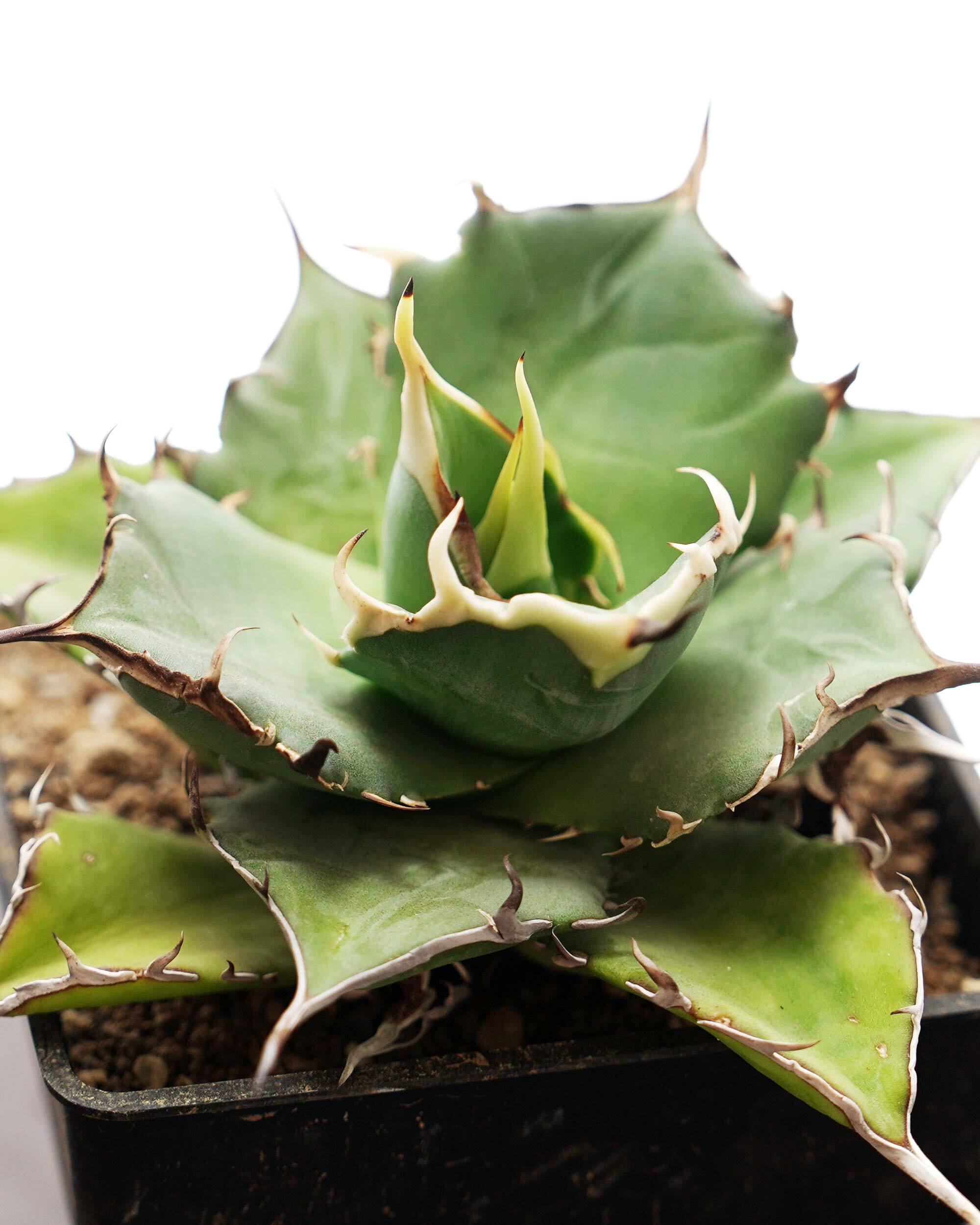 アロエ・アガベ | PUKUBOOK SUCCULENTS