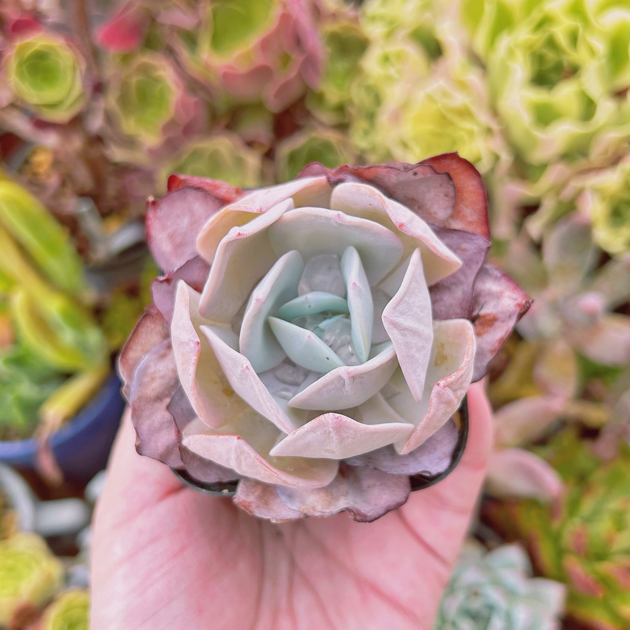 #231現物　多肉植物　暮雪　抜き苗