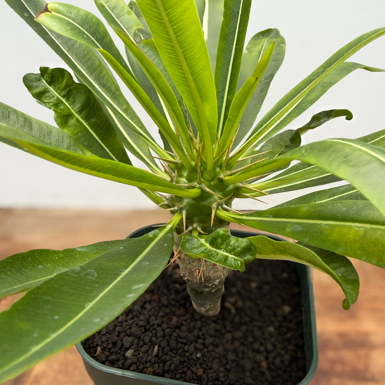Pachypodium menabeum【パキポディウム・メナベウム】