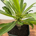 Pachypodium menabeum【パキポディウム・メナベウム】