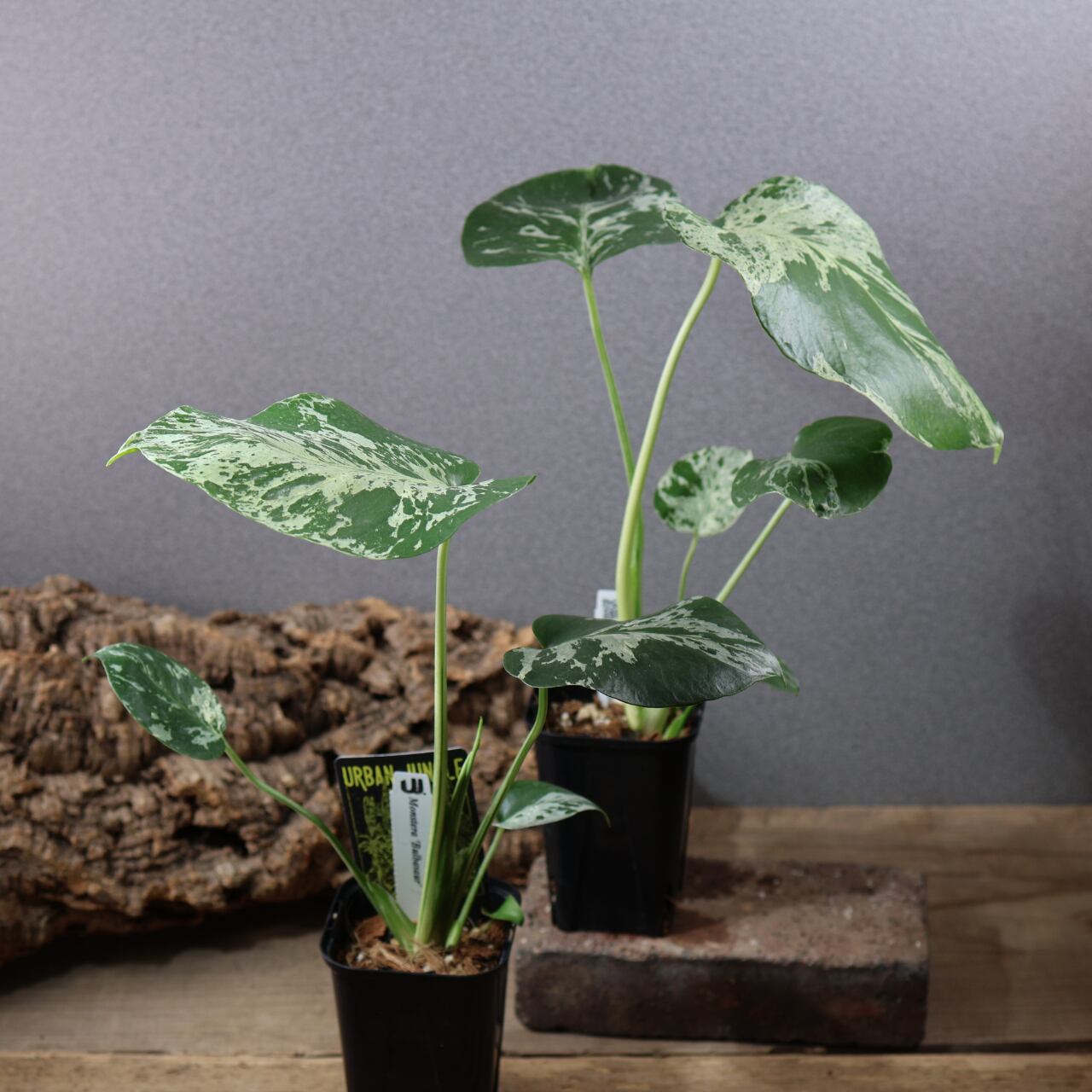 774『urban jungle モンステラ デリシオーサ 'Bulbasaur'』観葉植物