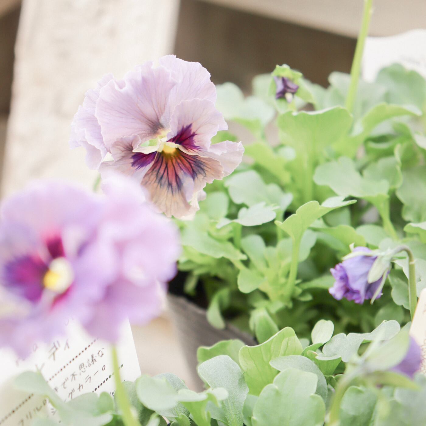 ビオラ『レディ』｜透け感のある花色が美しい 希少な育種ビオラ（残り