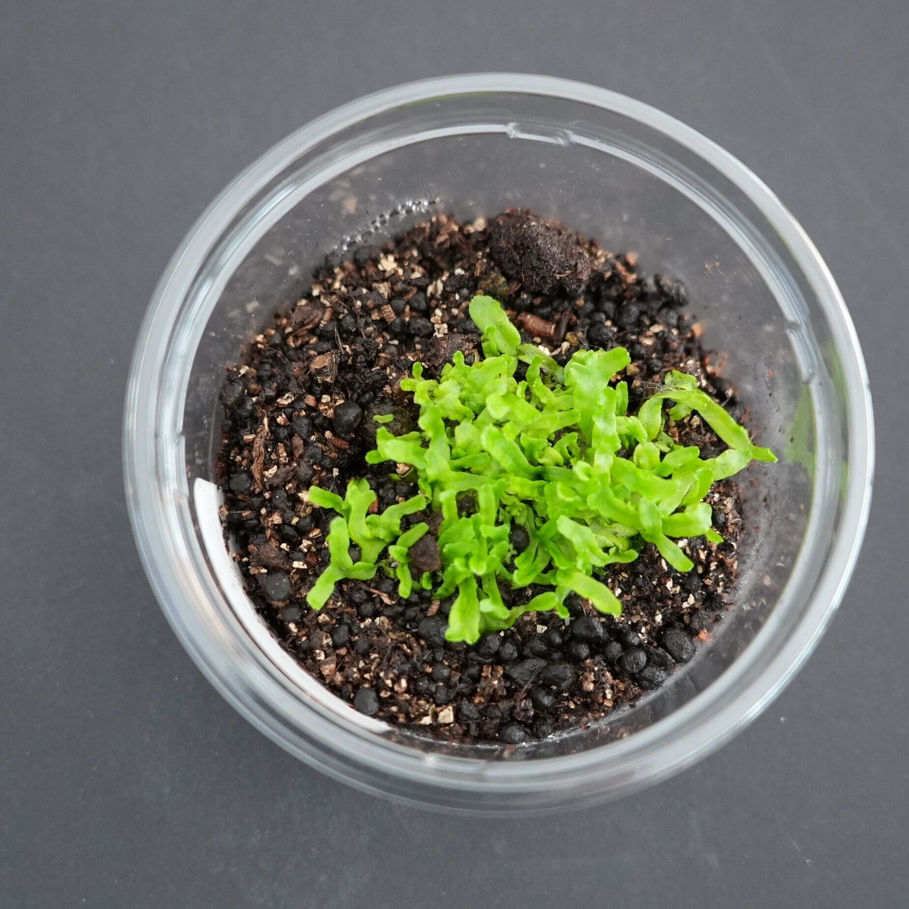 マツタケジャゴケ Conocephalum toyotae｜苔テラリウム作製用素材