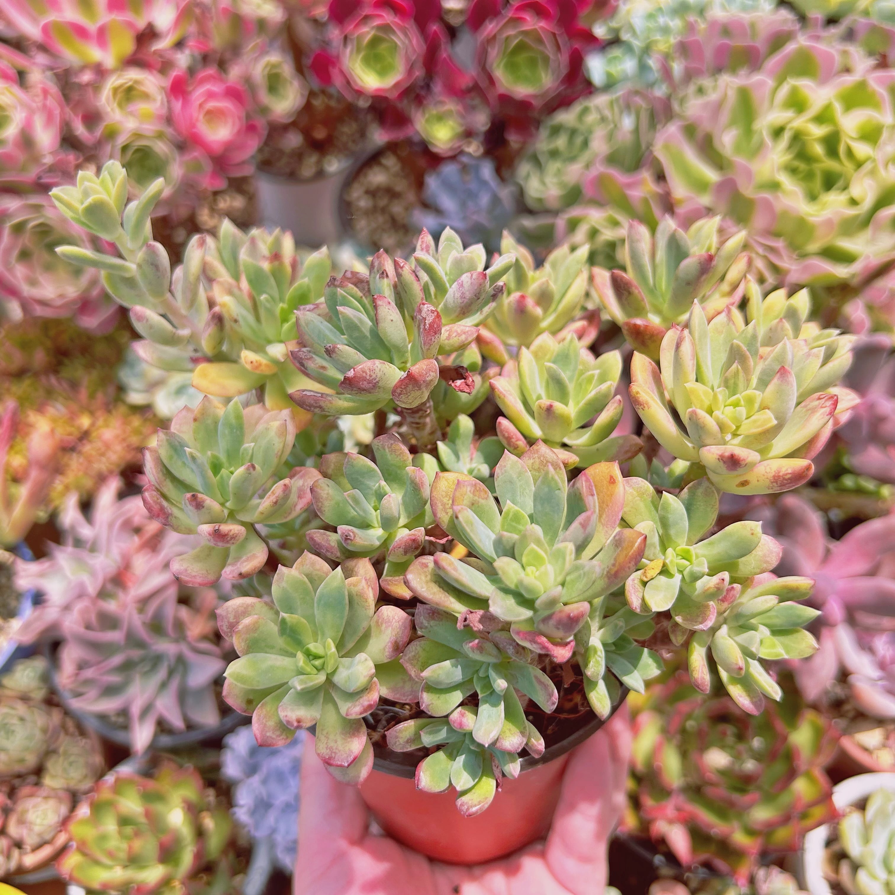 226現物 多肉植物 ミニベル錦 特大 抜き苗 | るる農園~多肉植物専門 226現物 多肉植物 ミニベル錦 特大 抜き苗 | るる農園~多肉植物専門