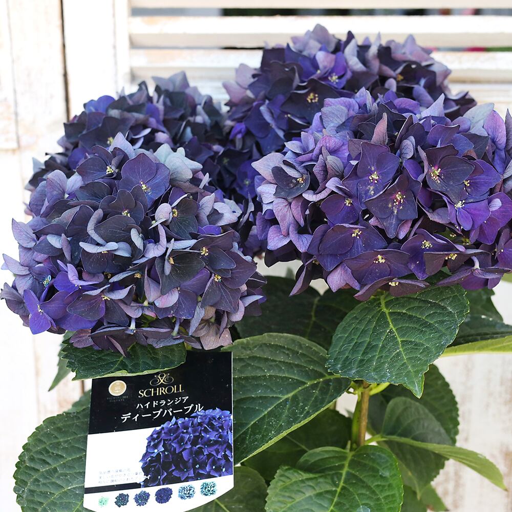 鉢花 アジサイ ディープパープル 5号 紫陽花 秋色 アンティーク シック