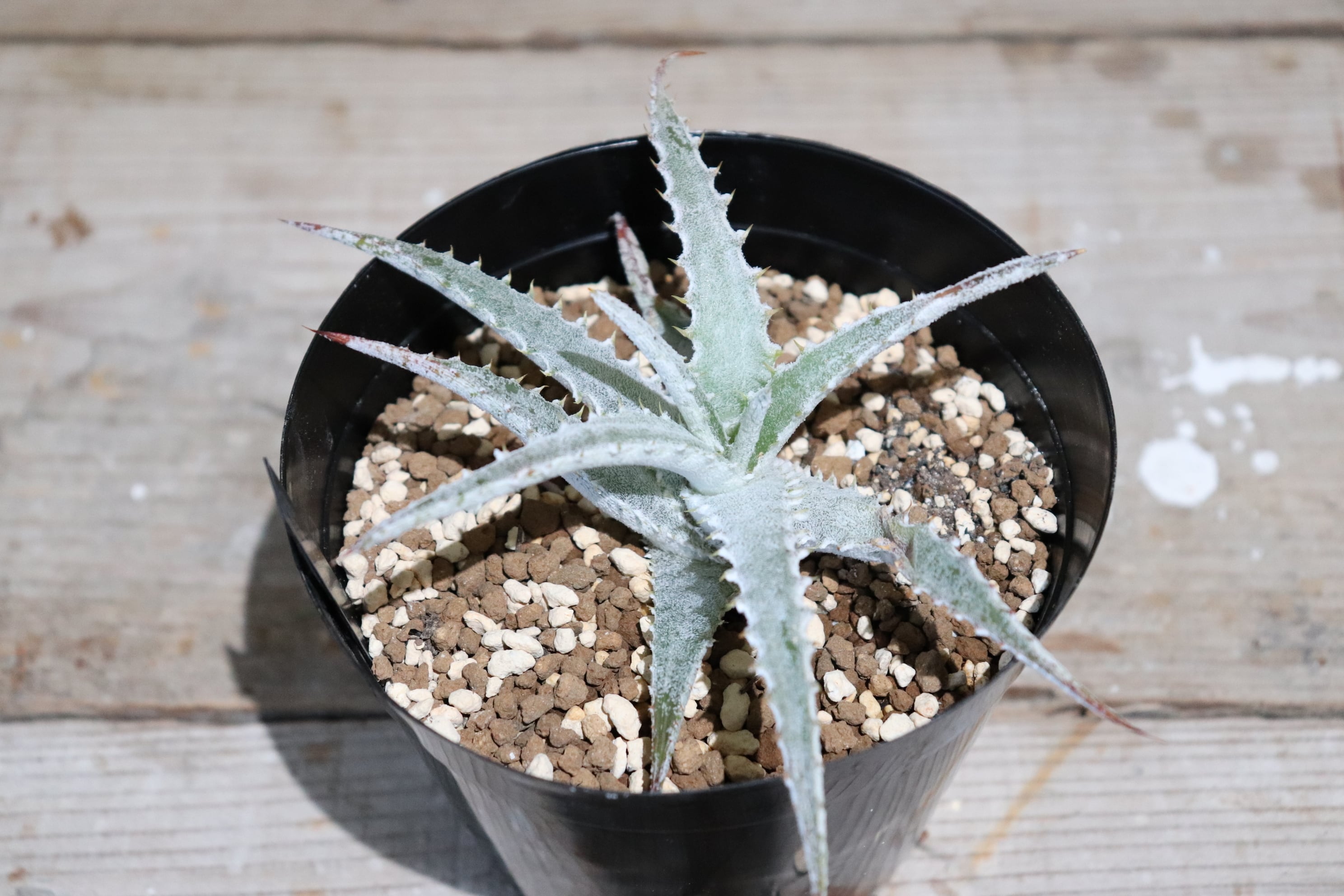 送料無料】Hechtia marnier-lapostollei 〔ヘクチア〕現品発送H0001