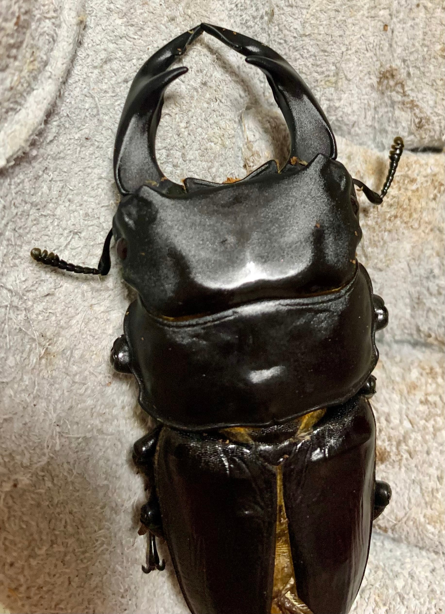 久留米産オオクワガタ♂82mm 標本 久留米産オオクワガタ♂82mm 標本