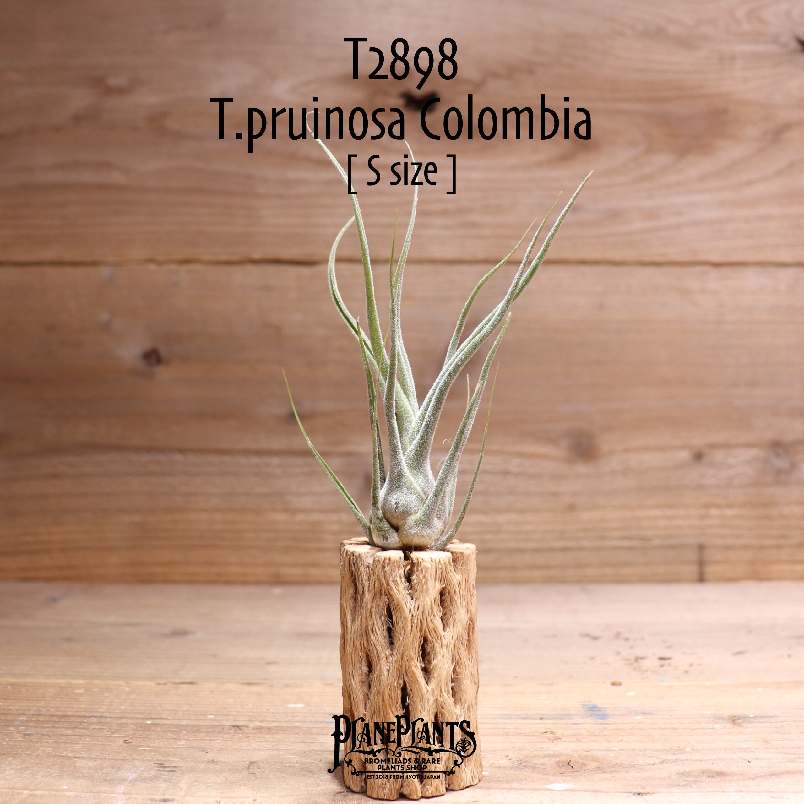 【送料無料】プルイノーサ コロンビア S〔エアプランツ〕現品発送T2898