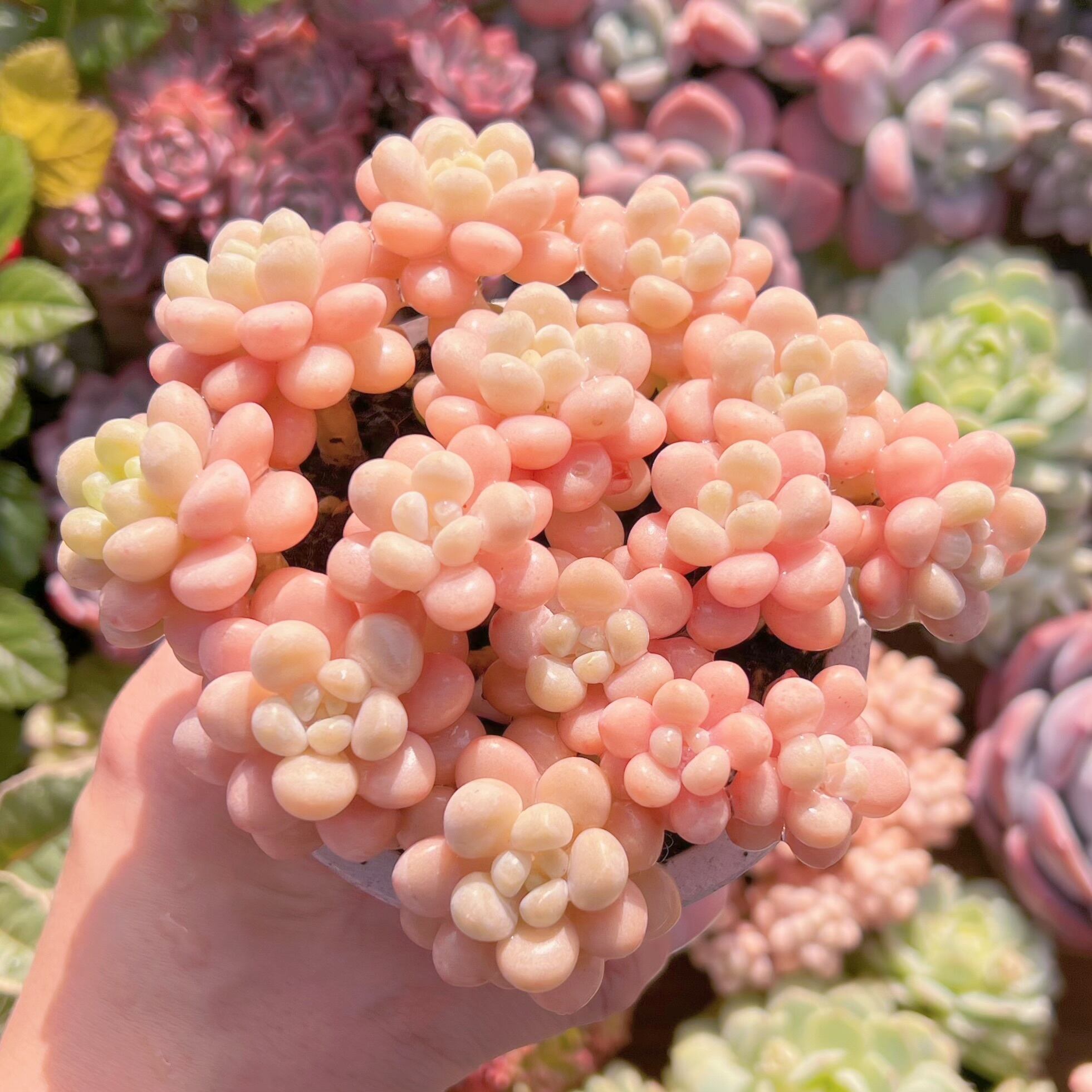 現品　丸葉ストロベリーミルク#205    群生　るる農園