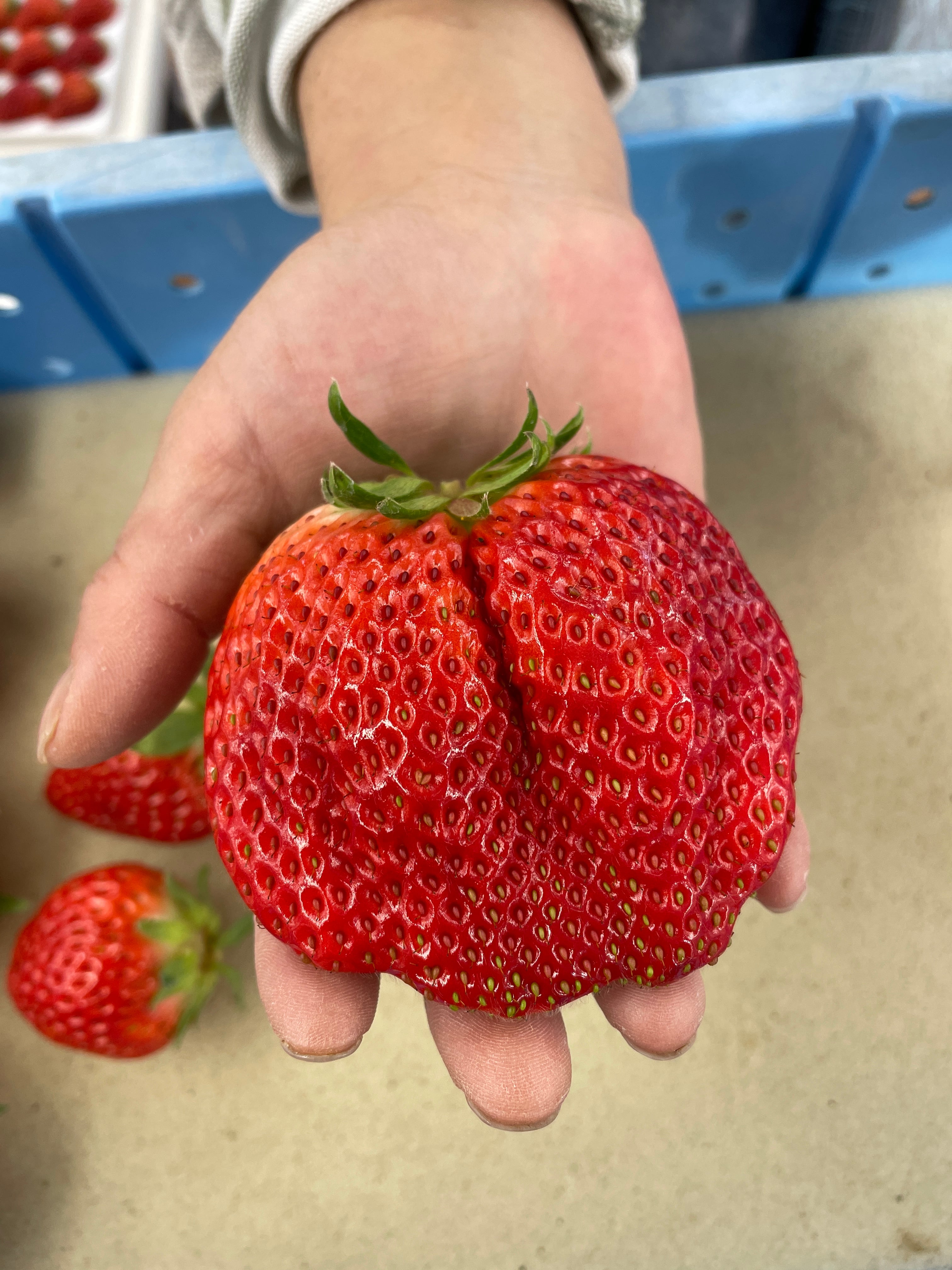 Highclass】大粒うまいちごワイド シングル ※税込み送料無料※販売期間