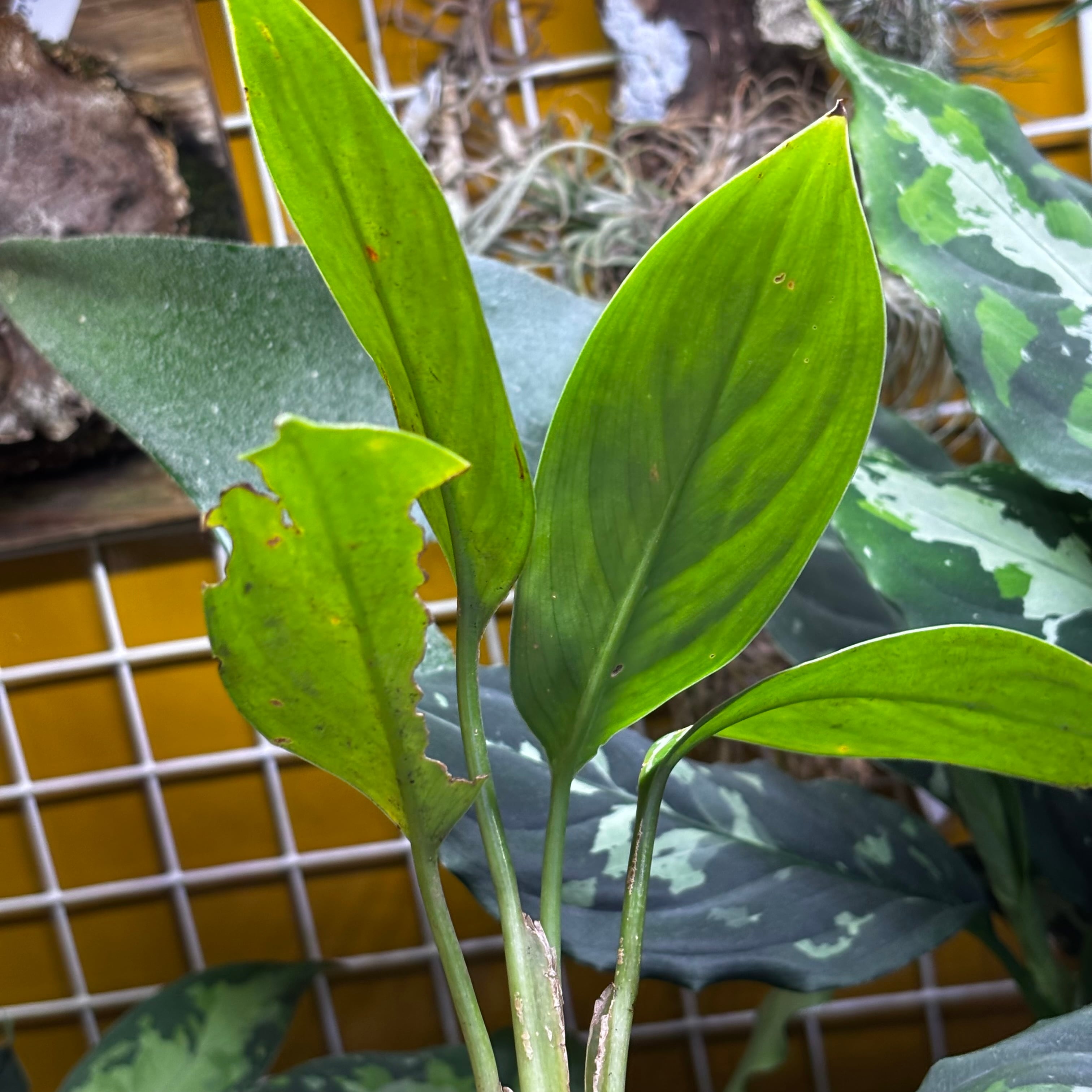 Aglaonema nitidum 