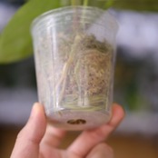 Red Crystallinum × Silver Blush / アンスリウム・レッド クリスタリナム × シルバーブッシュ④