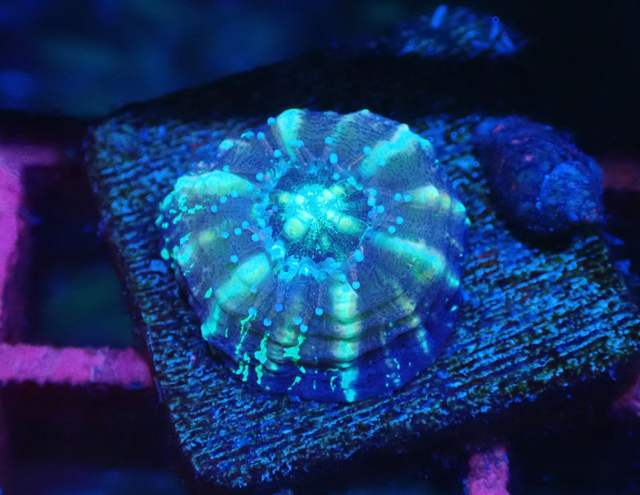 Scolymia Baby "Blue" 3