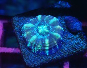 Scolymia Baby "Blue" 3