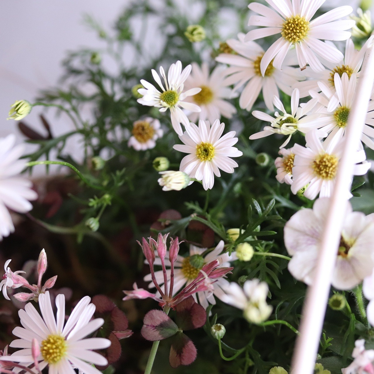 モンディマンシェ 寄せ植え　プレゼントにおすすめ｜ナチュラルカラーのバスケット｜届いてすぐ飾れる完成品｜玄関インテリア｜母の日・新築・開店祝いギフト