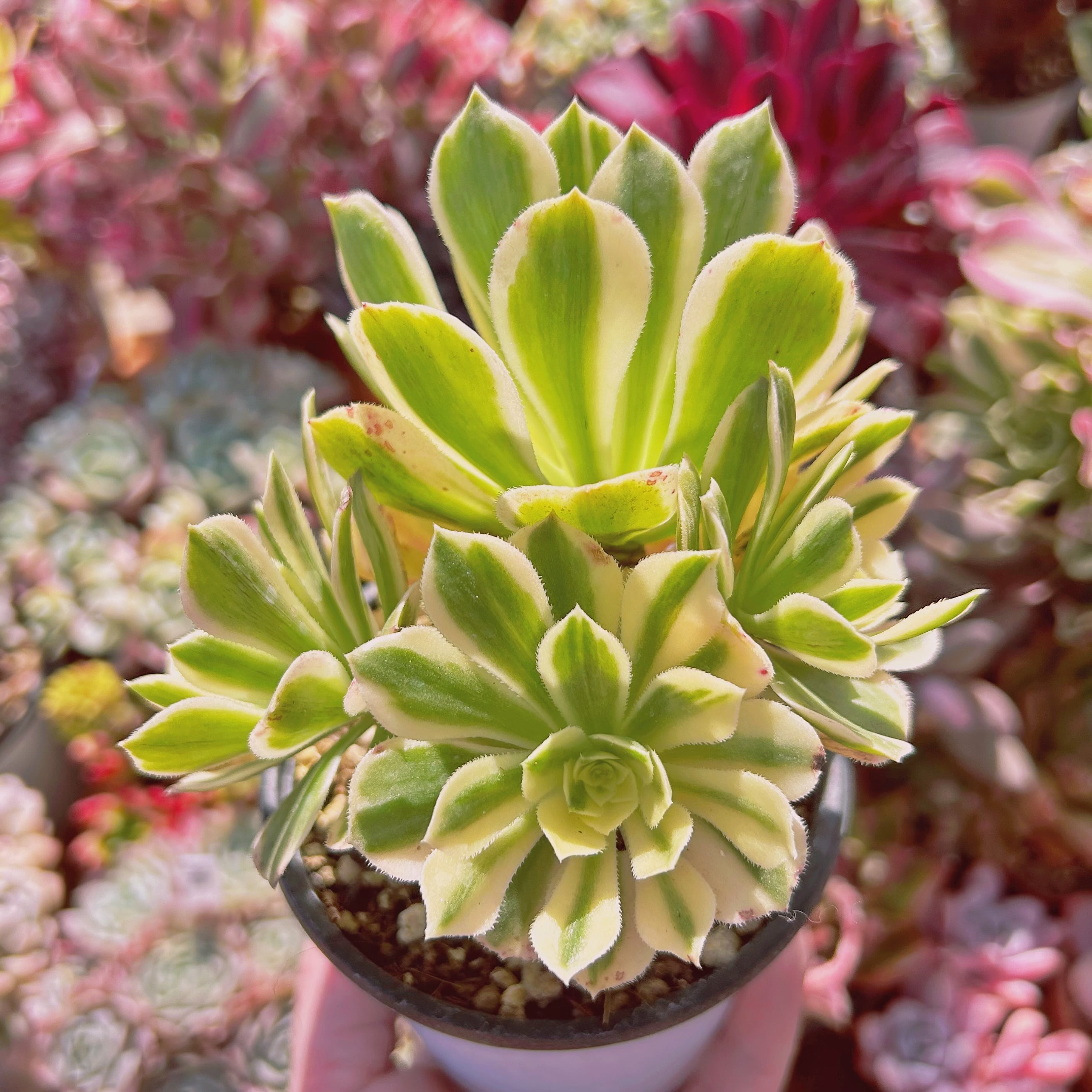 #549現物　多肉植物　Aeonium富士錦　特大　抜き苗