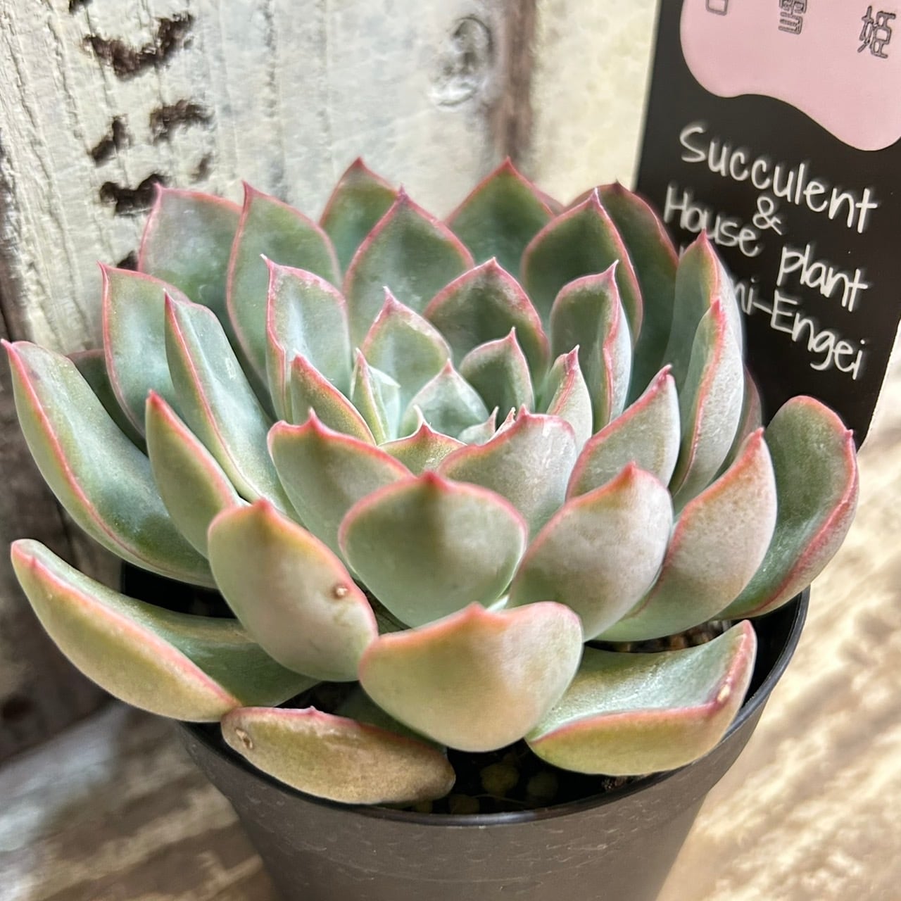 白雪姫 | RuPo 多肉植物専門店