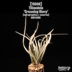 Tillandsia 'Crowning Glory'〔ティランジア〕T6009