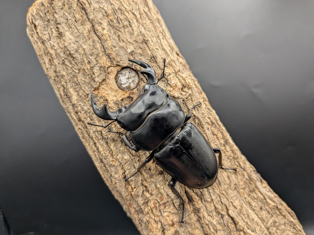 WDアンタエウスオオクワガタ　♂75ｍｍ♀39ｍｍペア
