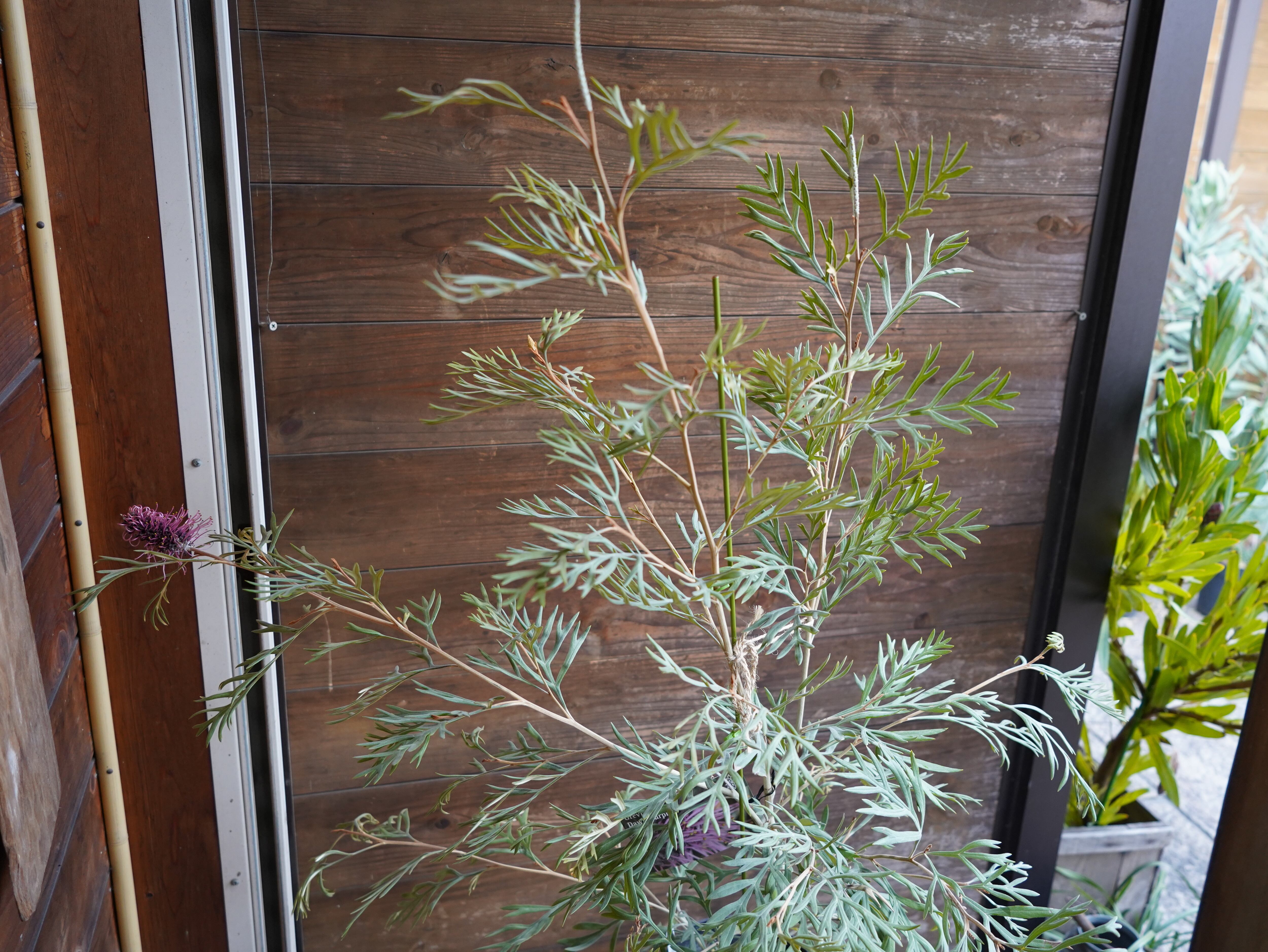 【現物】グレビレア　”ドーンパープル”　A