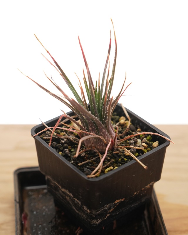 抜き苗 ボウィエア（ピグミーの乙女） 長期LED育成株 Aloe bowiea