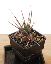 抜き苗 ボウィエア(ピグミーの乙女) 長期LED育成株 Aloe bowiea