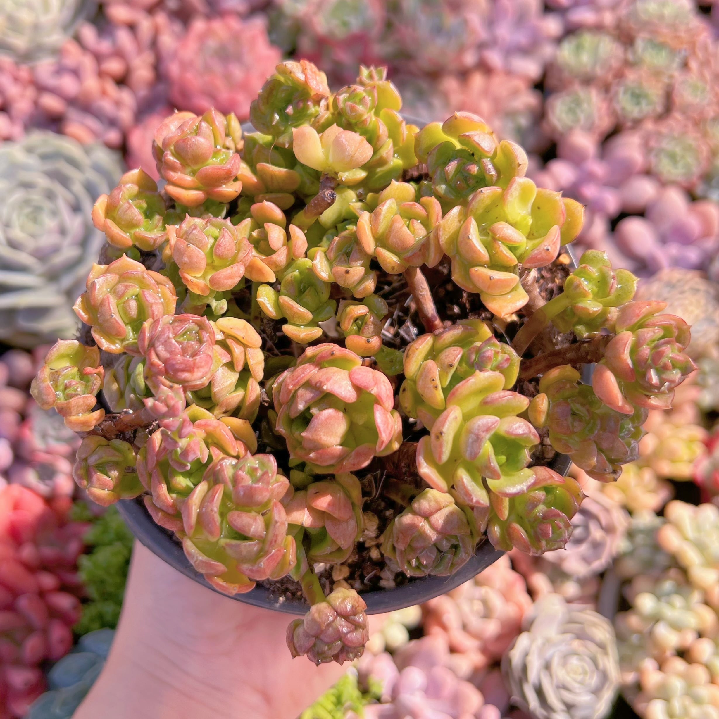 現品　Echeveria 'Victor'#K108　るる農園