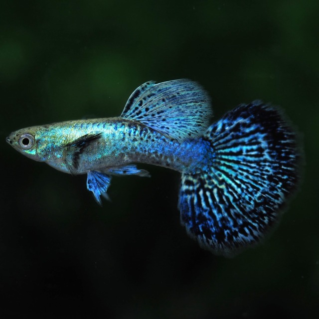 専用 上物プラチナブルードラゴン3ペア＋モスコーピンク2ペア＋TAXIリボン1カルテット