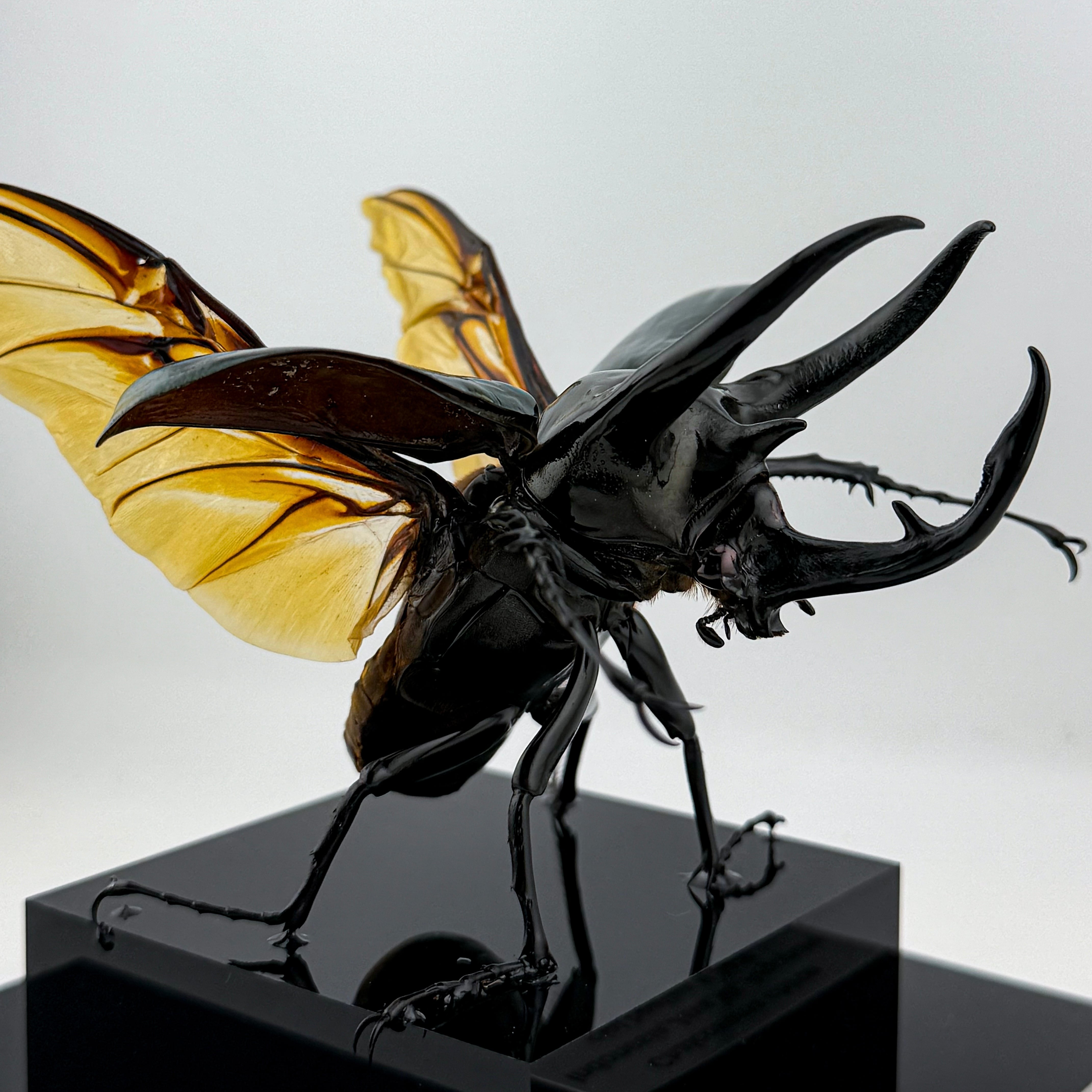 cielbeetles