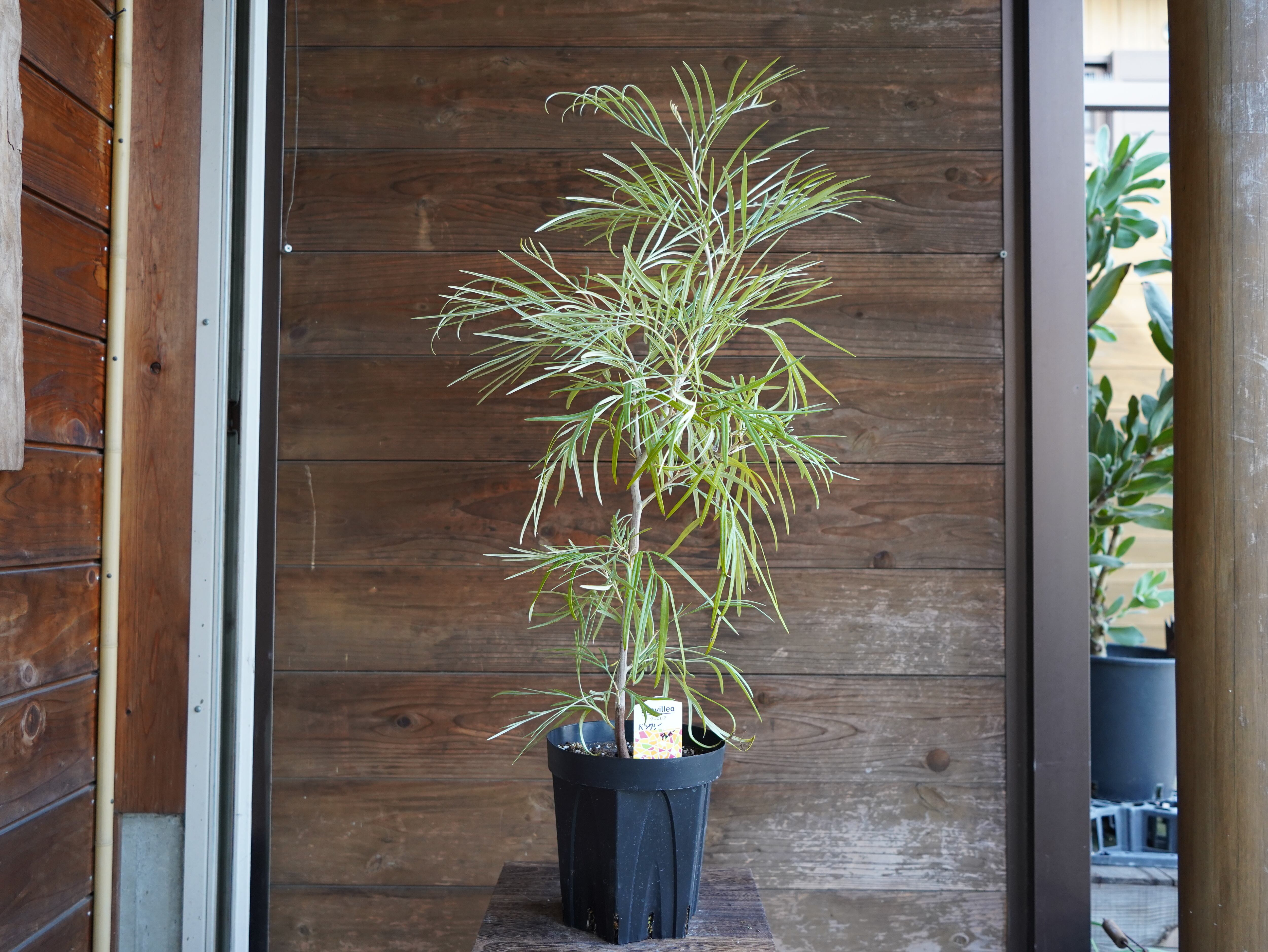 【現物】グレビレア　"バンクシー" アルバ