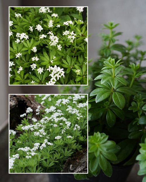 【半日陰/グランドカバー】ガリウム　オドラータム　４号　