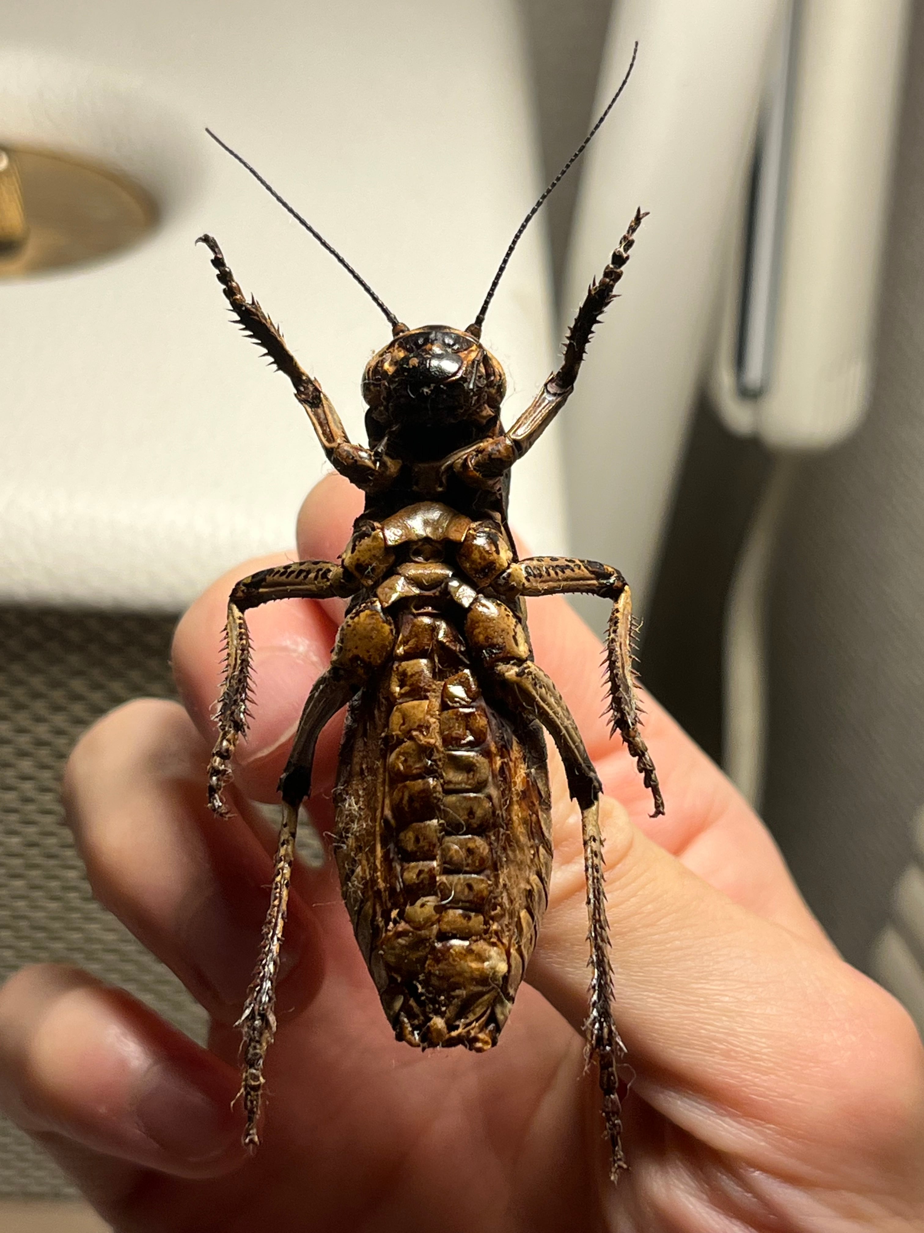 【88mm♀】ヨロイコロギス Bradyporus リオック 直翅類 標本 58mm♂】ヨロイコロギス Bradyporus dasypus リオック 直翅類 カマキリ