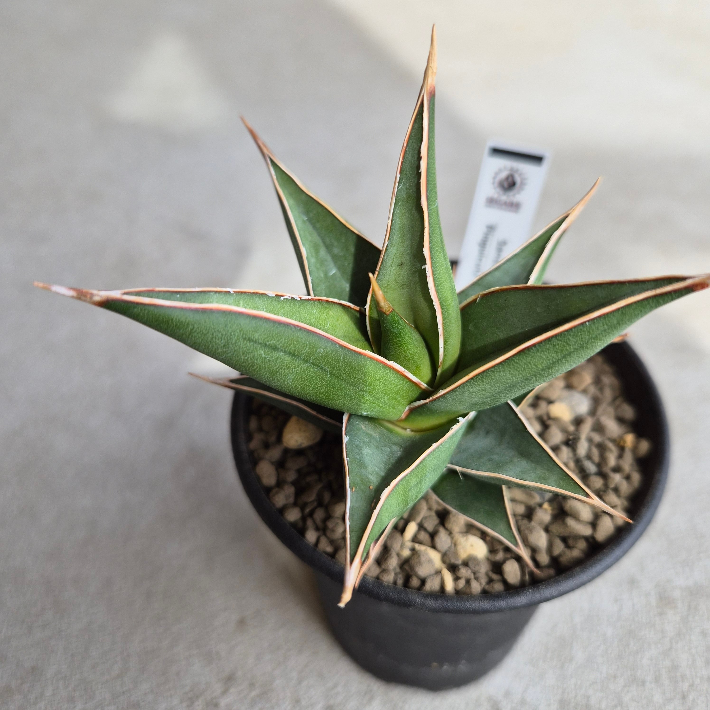 サンスベリア・ピングイキュラ・ナナ（Sansevieria pinguicula subsp