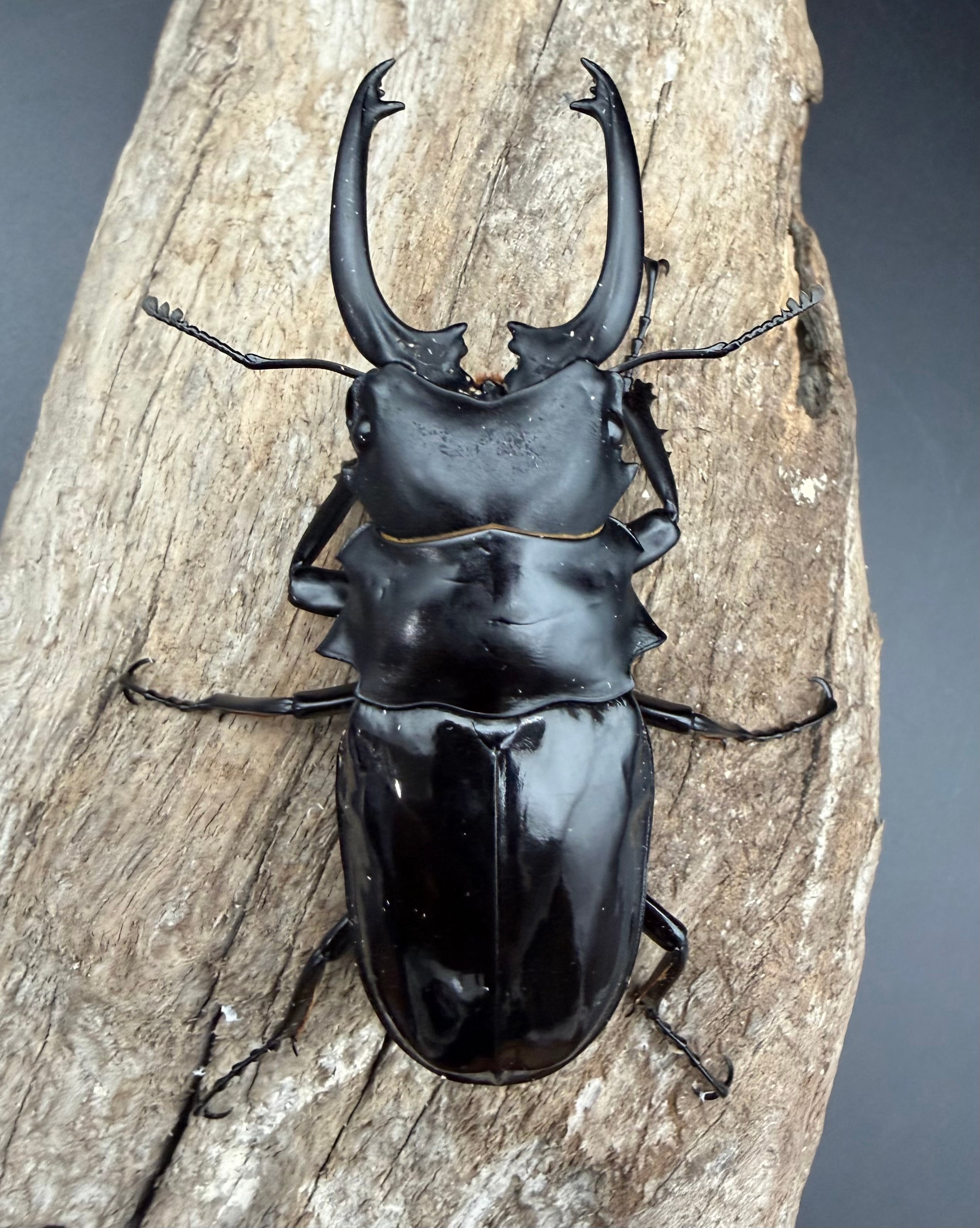 WD】《ダールマンツヤクワガタ亜種セレベンシス 83mm ペア》 | KPW公式